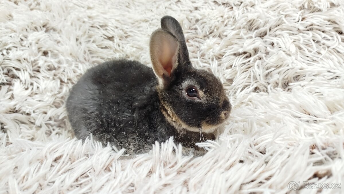Zakrslý králík, králíček-(REX)-DAISY - 10