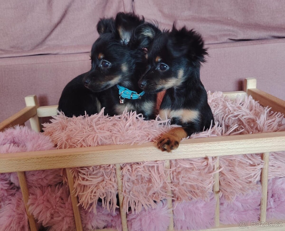 pražský krysařík-nabízím krytí - 10