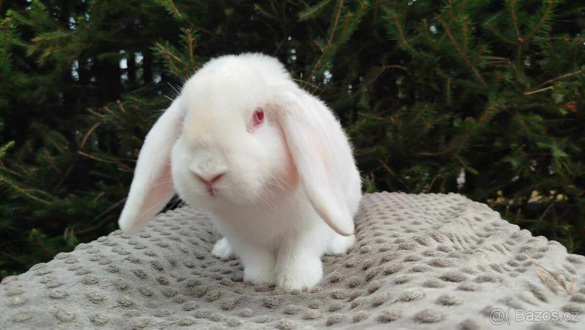 Zakrslý beránek, králíček, králík - WILLIAM - 10