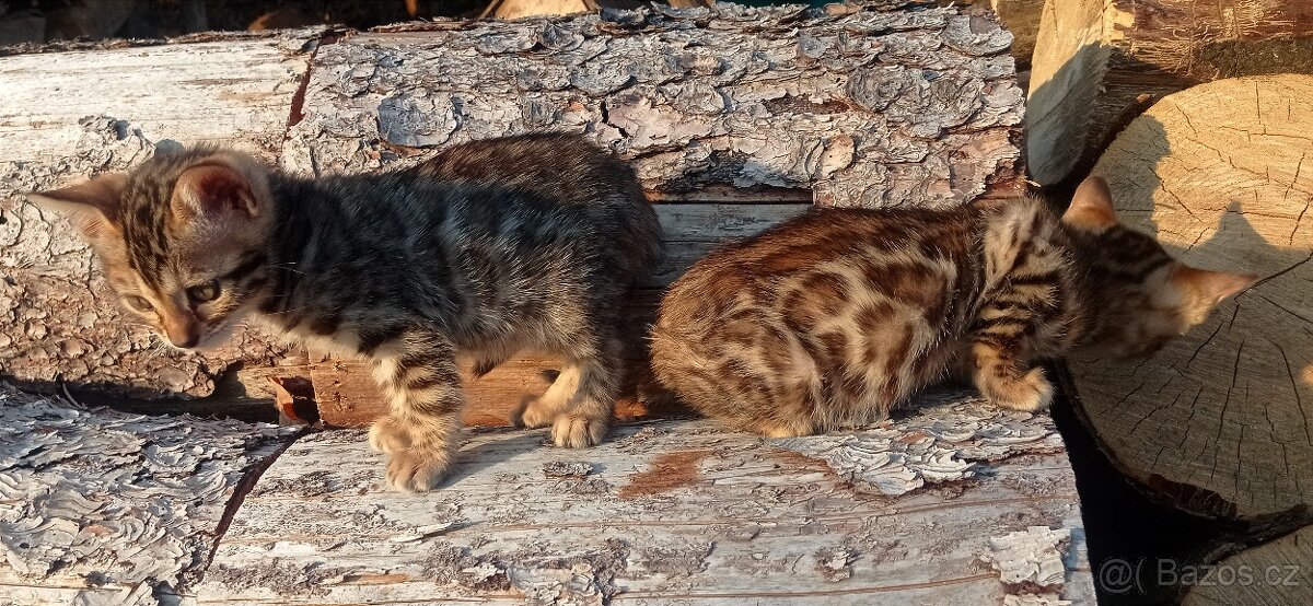 Kočka bengálská - 10