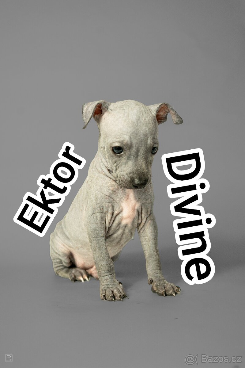 Americký bezsrstý teriér - 10