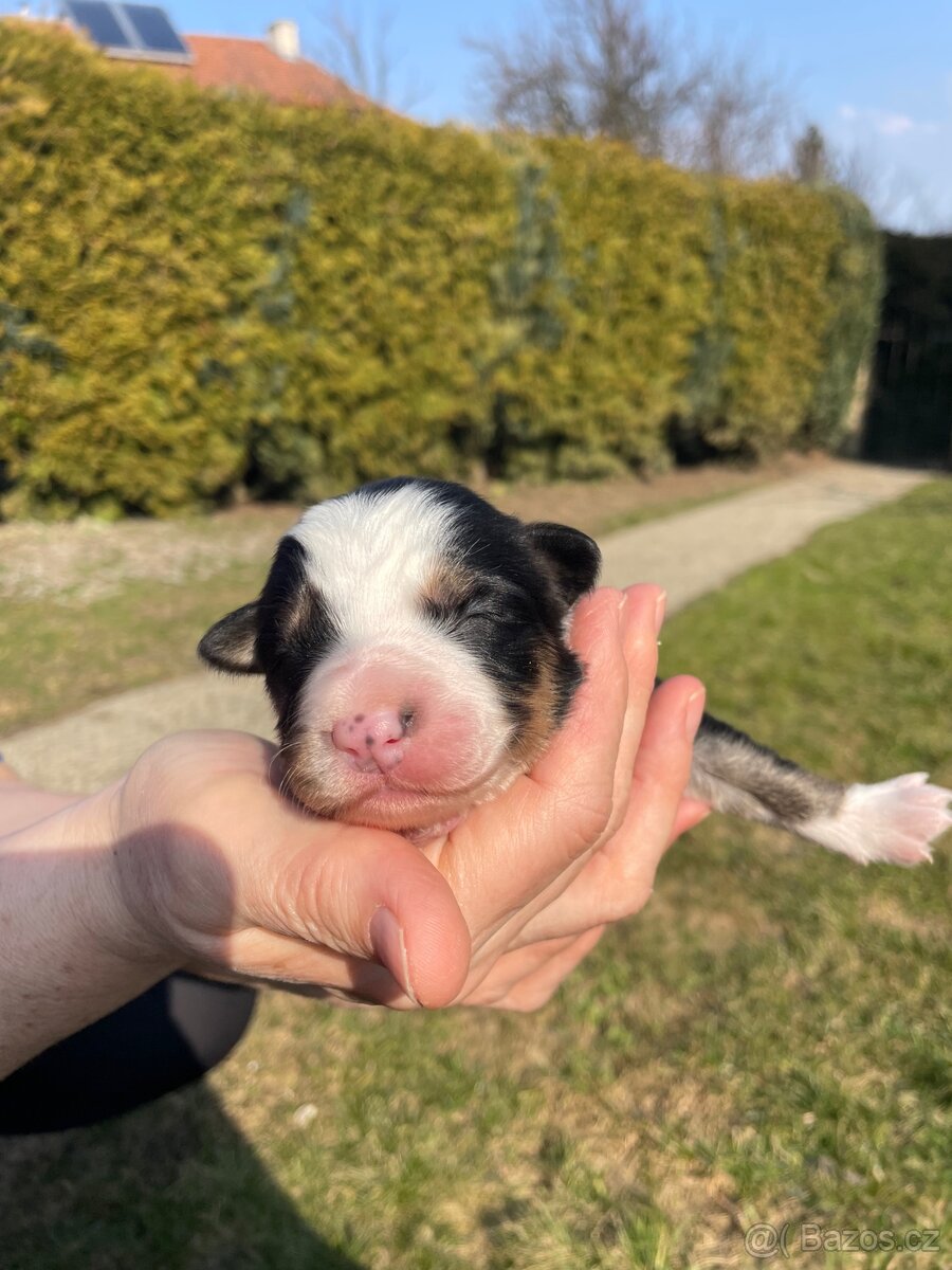 Štěňátko-Border colie Trikolor - 10