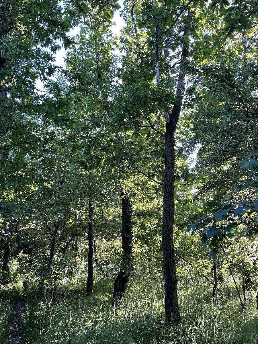 Prodám lesní pozemek v k.ú. Oplot - 10