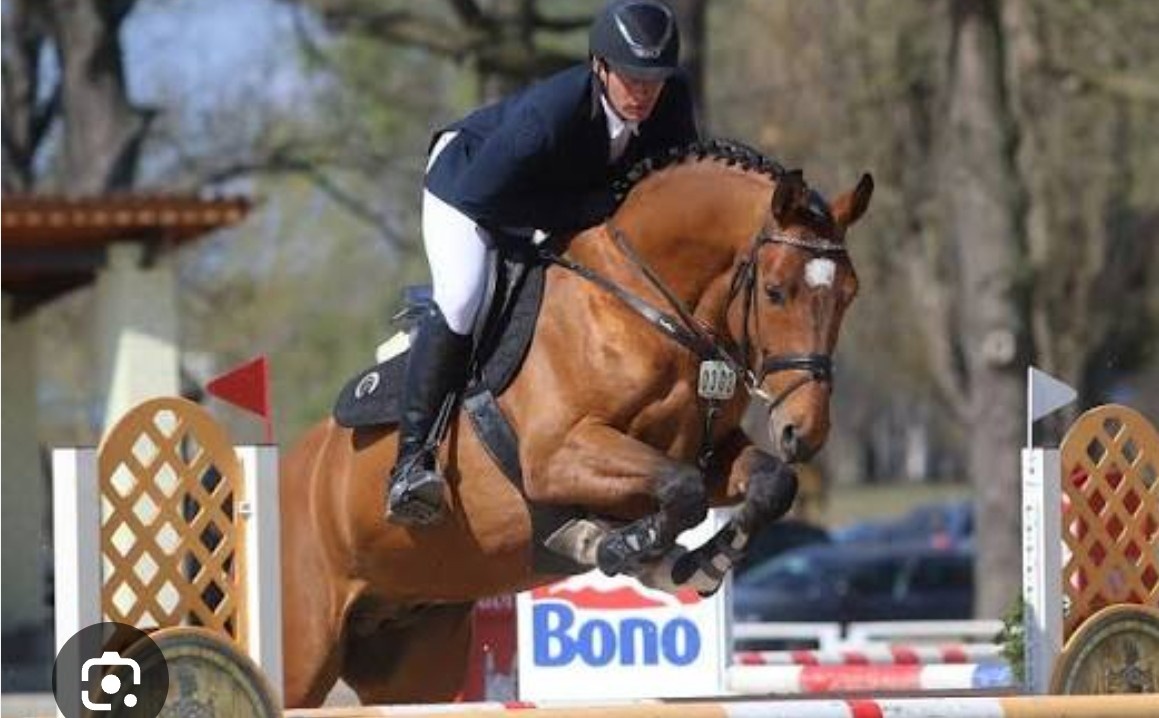 Tříletý valach CS po Heartvit ZH - 10