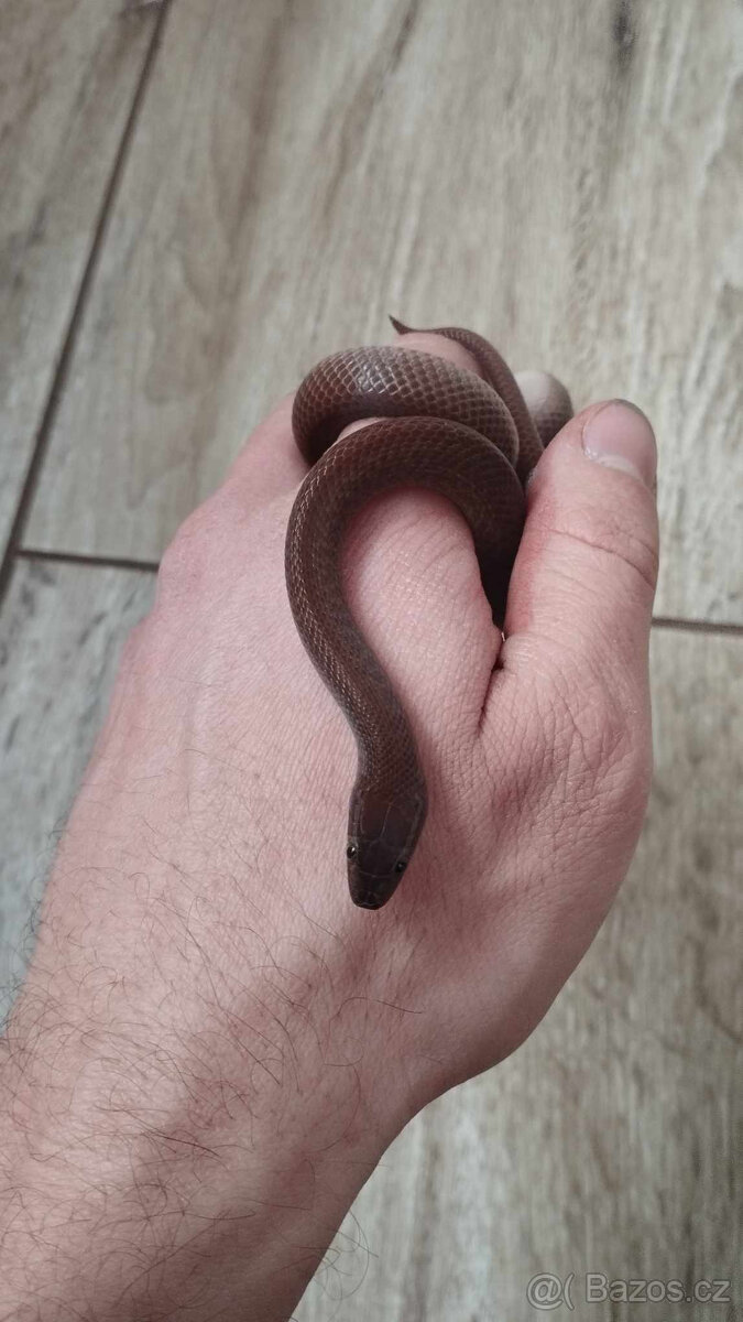 Užovka domácí - 10
