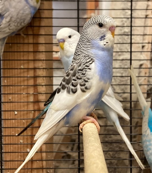 Prodám Andulky modrobílé - 10