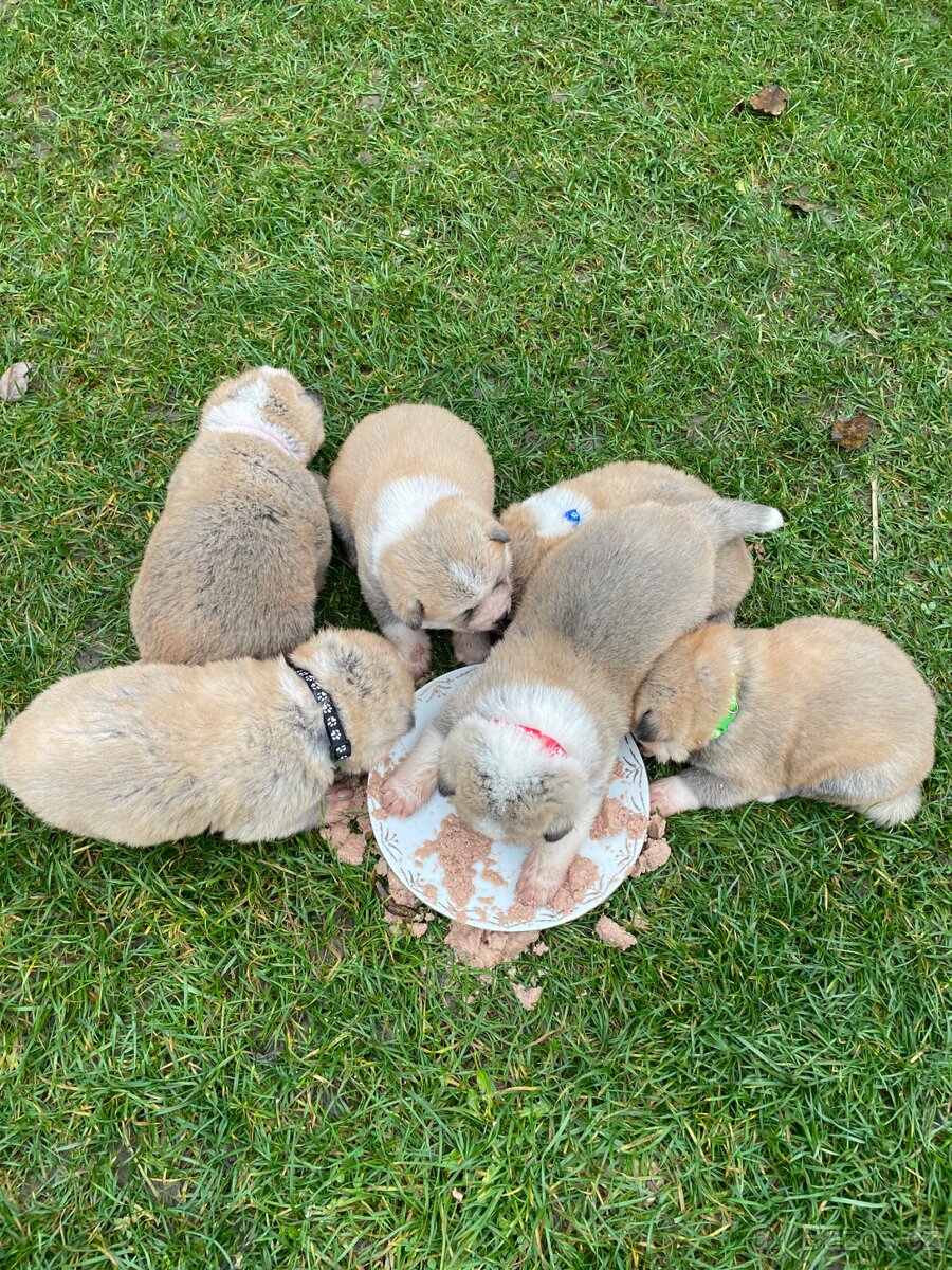 Šteňátka Akita Inu - 10