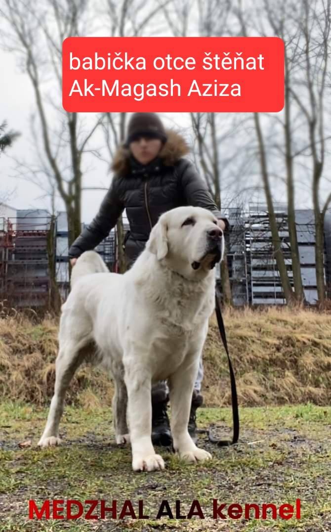 SAO-Středoasijský pastevecký pes-štěňata - 10