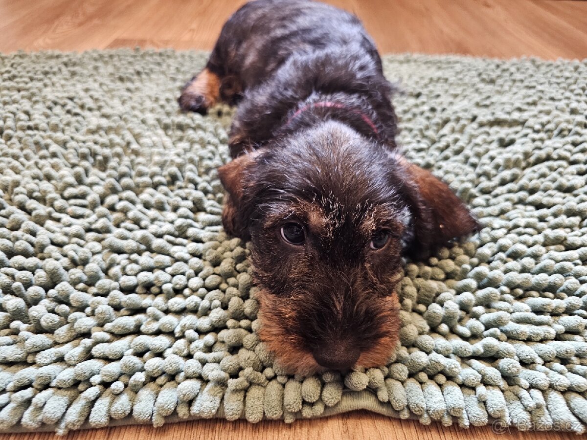 Jezevčík drsnosrstý standard POSLEDNÍ VOLNÁ FENKA - 10