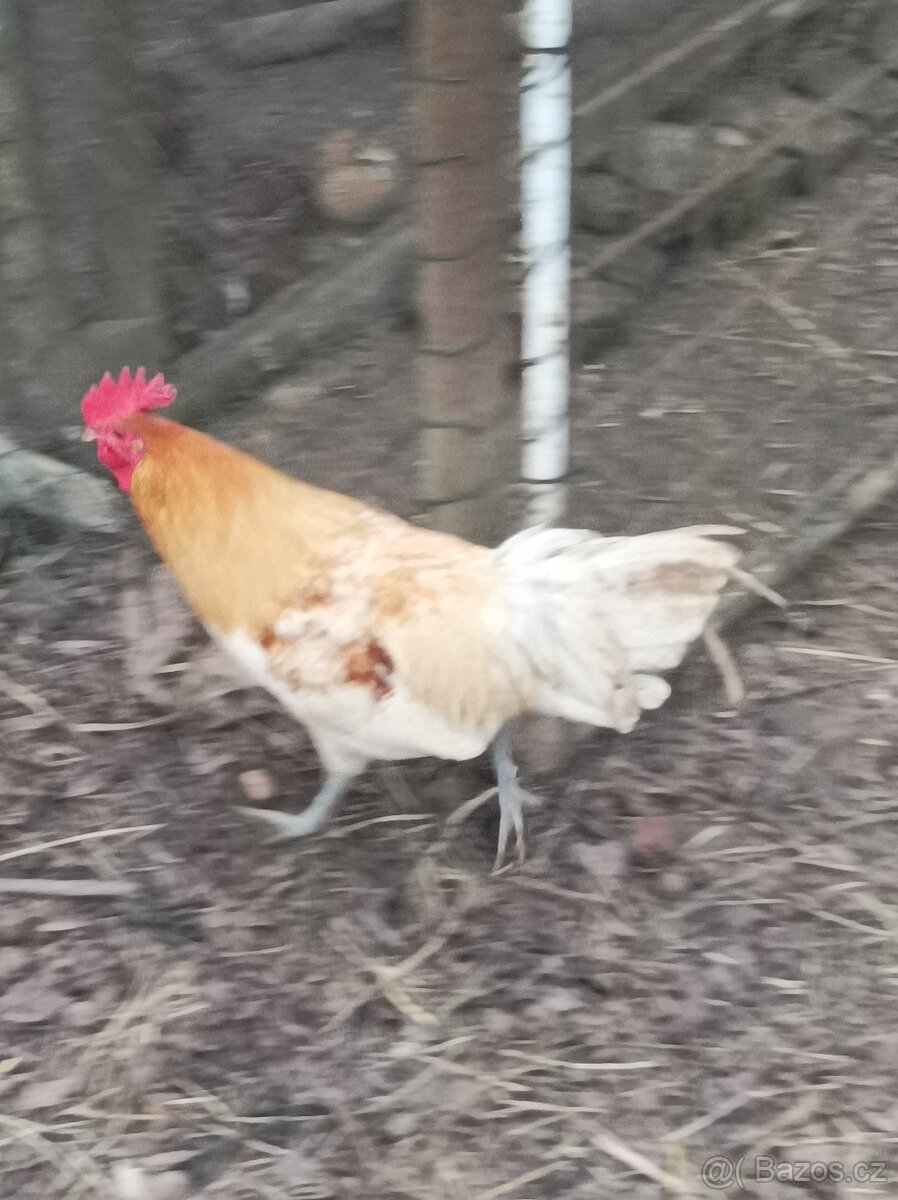 Prodám kohouty - 10