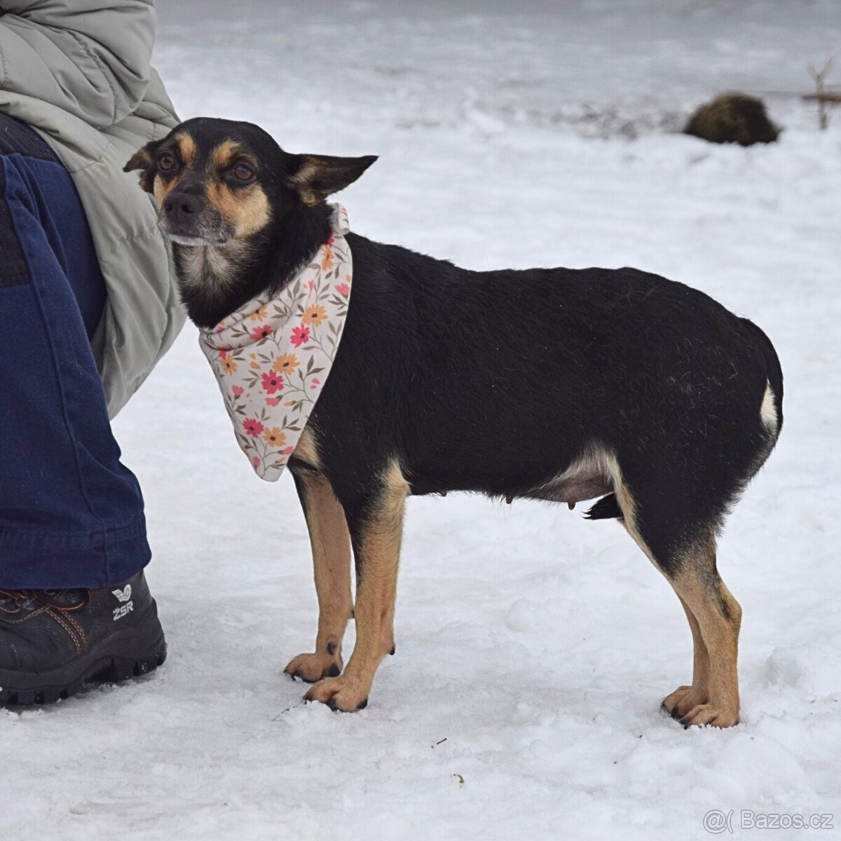 Timea hledá domov - 10