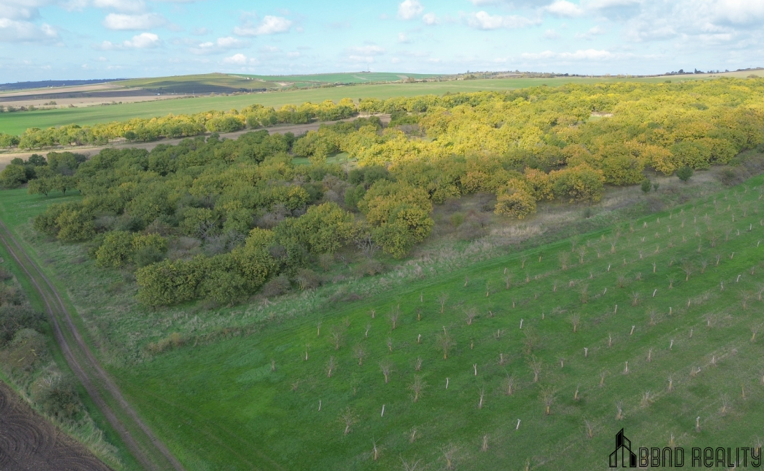 Prodej sadu, 22 292 m2 , Hustopeče u Brna - 10