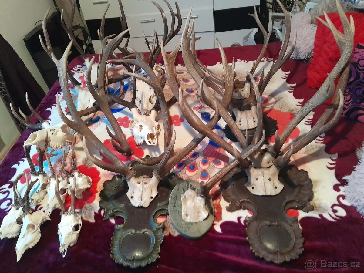 Prodám parohy - 10