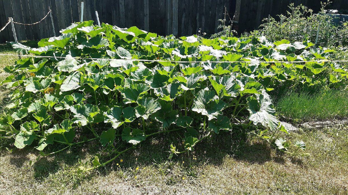 Kvalitní koňský hnůj - 10