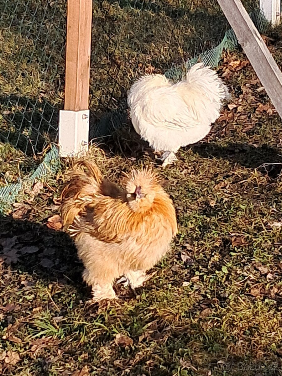 Hedvábnička EU - 10