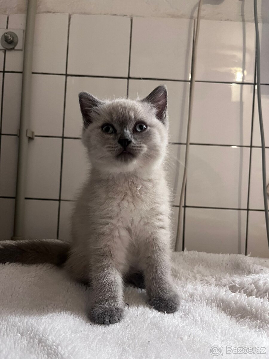 Britská modrá koťátka - 10