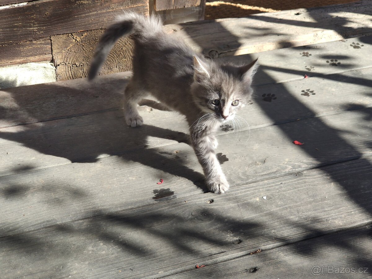 Mainská mývalí - kříženci - 10