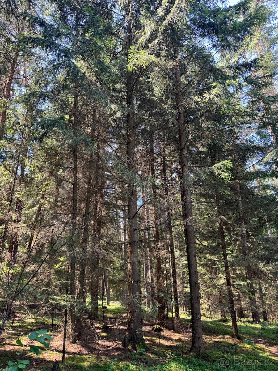 Prodám lesní pozemky v k.ú. Nesměň u Ločenic - 10