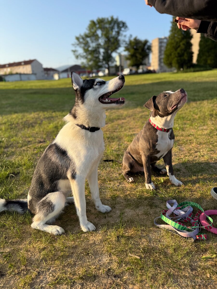 Husky - 10