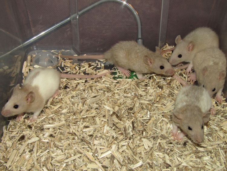 Dumbo, rex, obláčkový efekt - potkánci s výpisem předků - 10