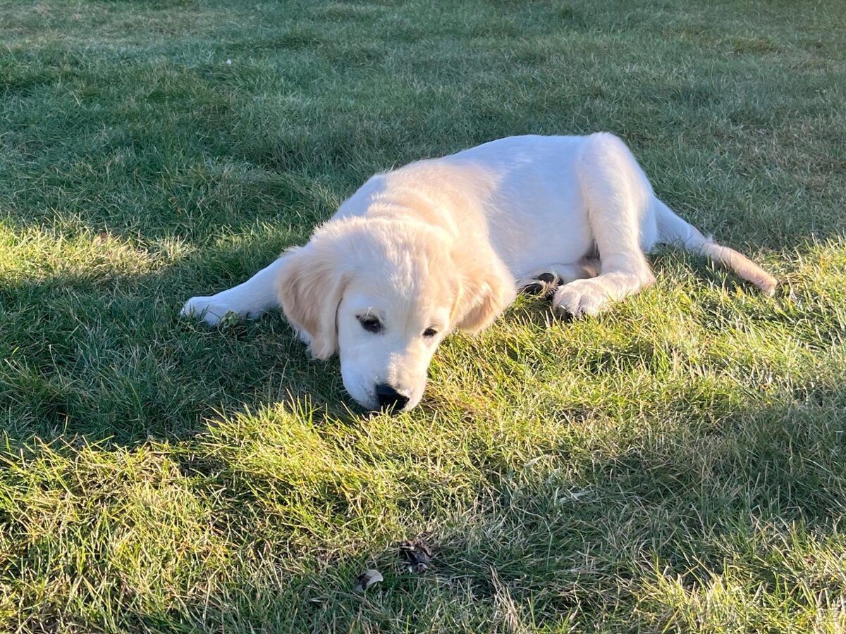 Kluk zlatého retrívra - 10