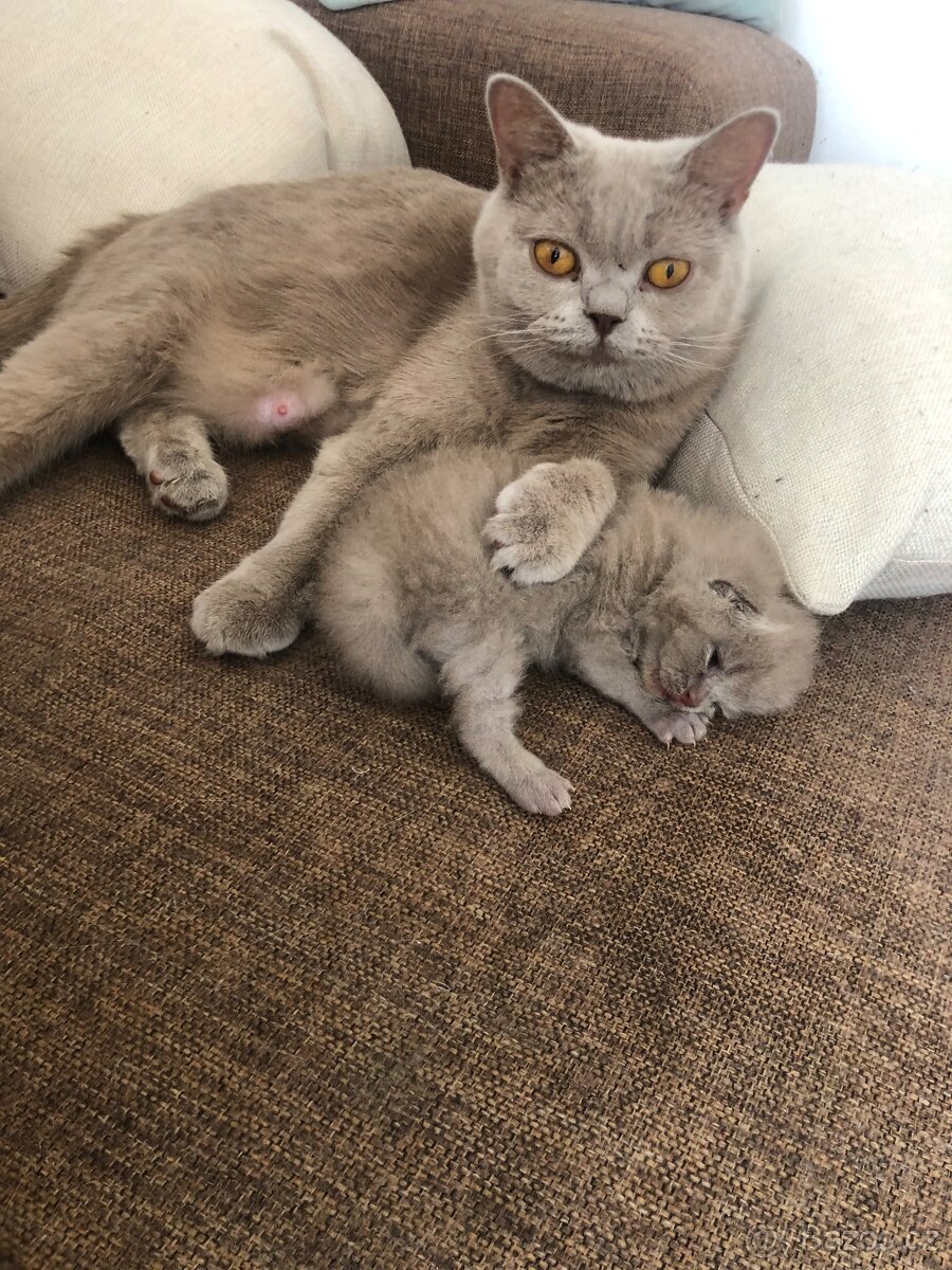 Britská kočička - 10