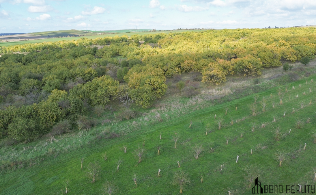 Prodej sadu, 22 292 m², Hustopeče u Brna - 10