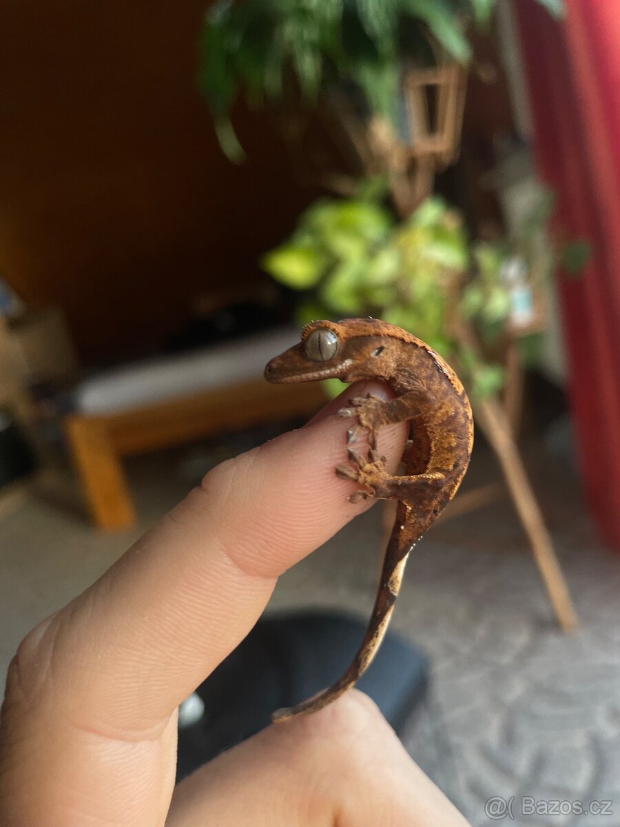 Pagekon řasnatý - 10