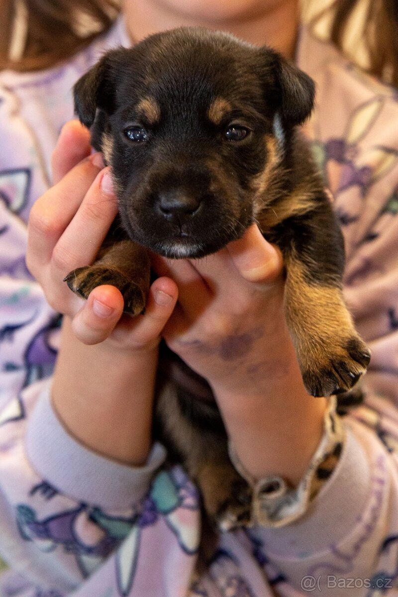 Štěňata křížence - 10