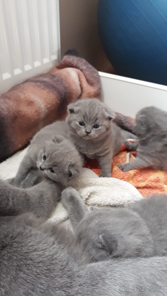 Britský kocourek ke krytí - 10