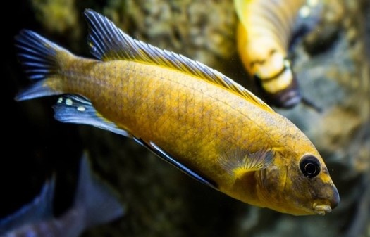 Tlamovci Malawi 40 - 10