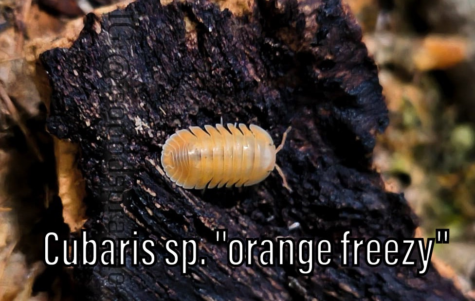 Isopody, chvostoskoci, mnohonožky, burzy, posílám - 10