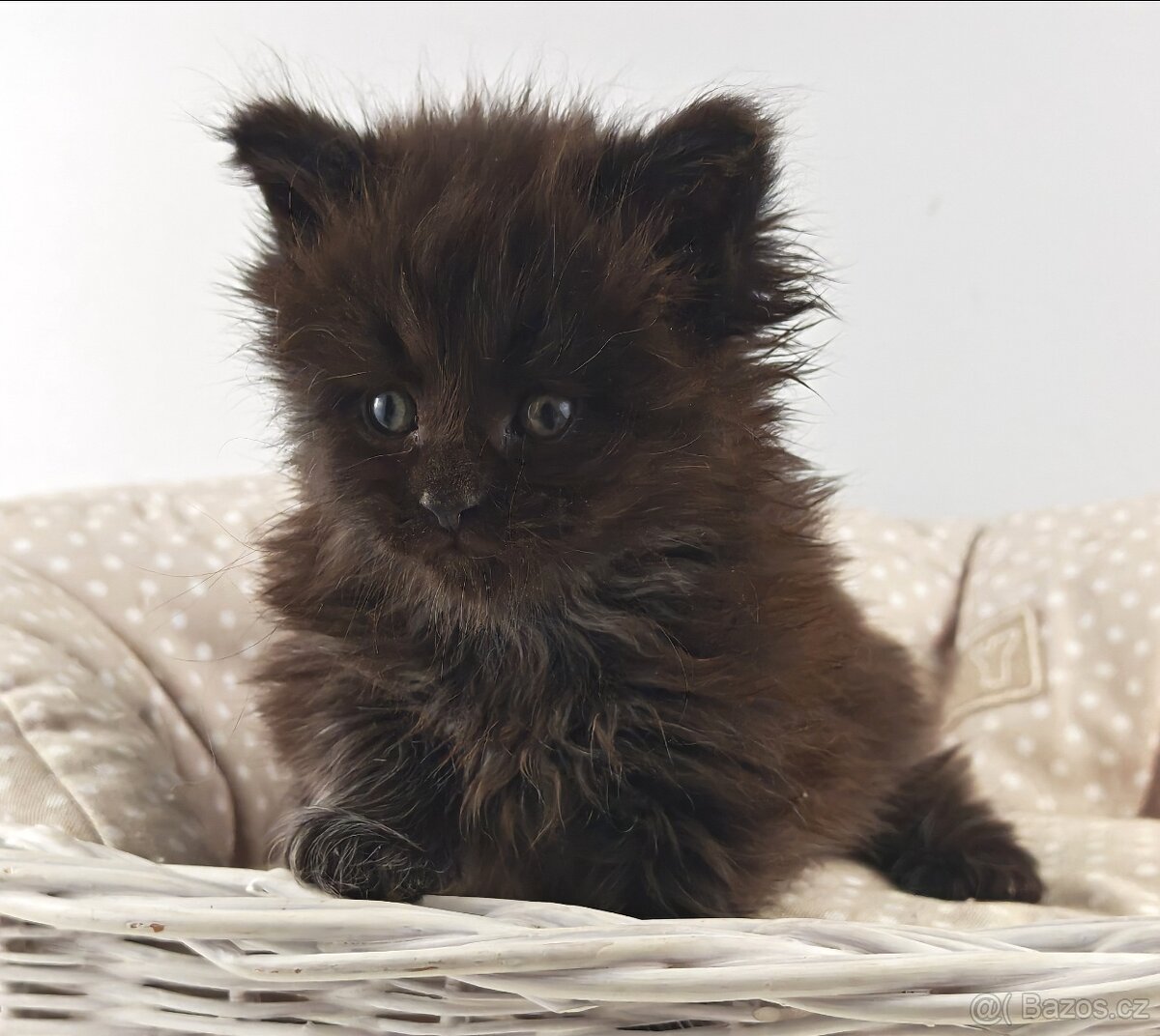 Mainská mývalí koťátka s PP - 10