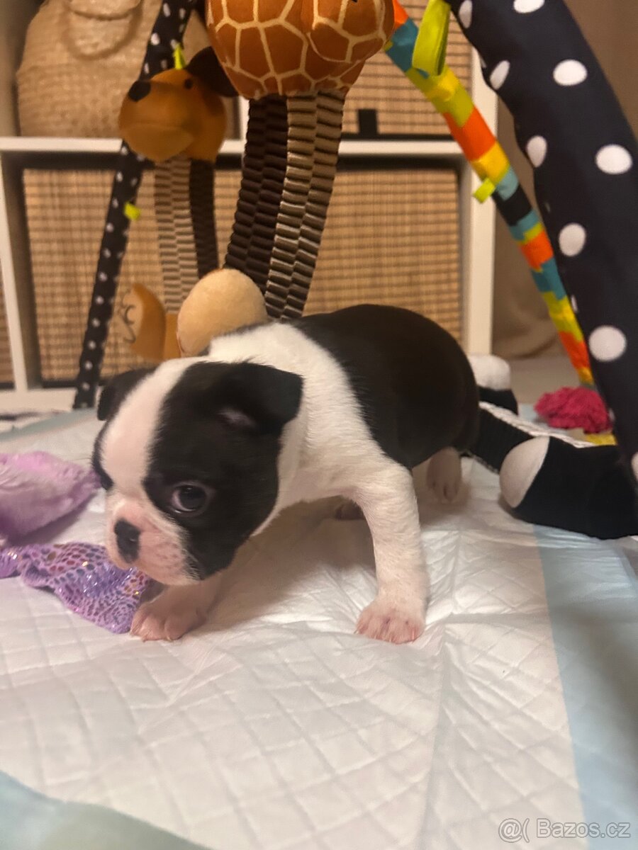 Bostonský teriér s PP - 10