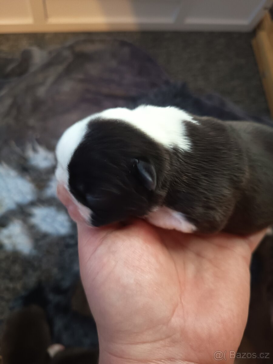 Bostonský teriér Silber El Kladruby - 10