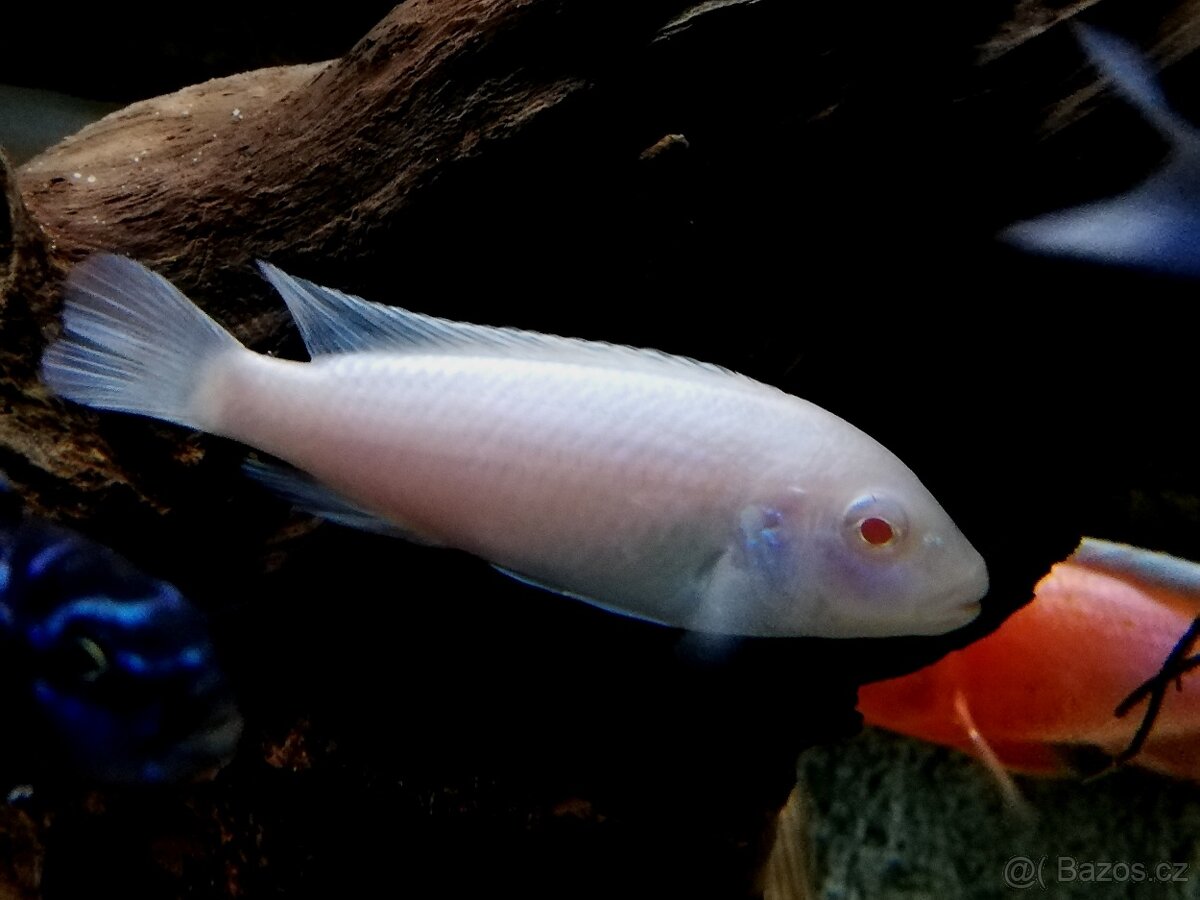 Tlamovci Malawi 36 - 10