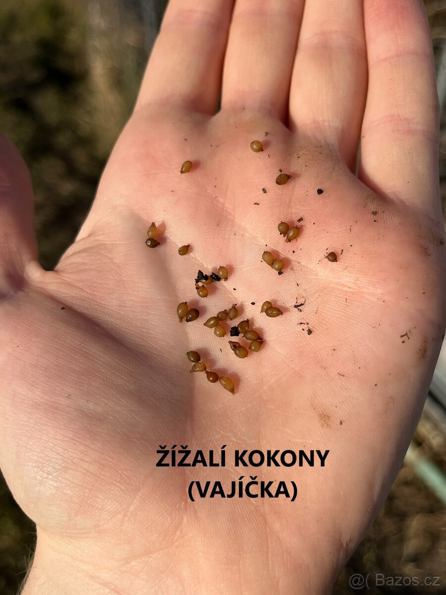 Kalifornské a Hnojní Žížaly - 10