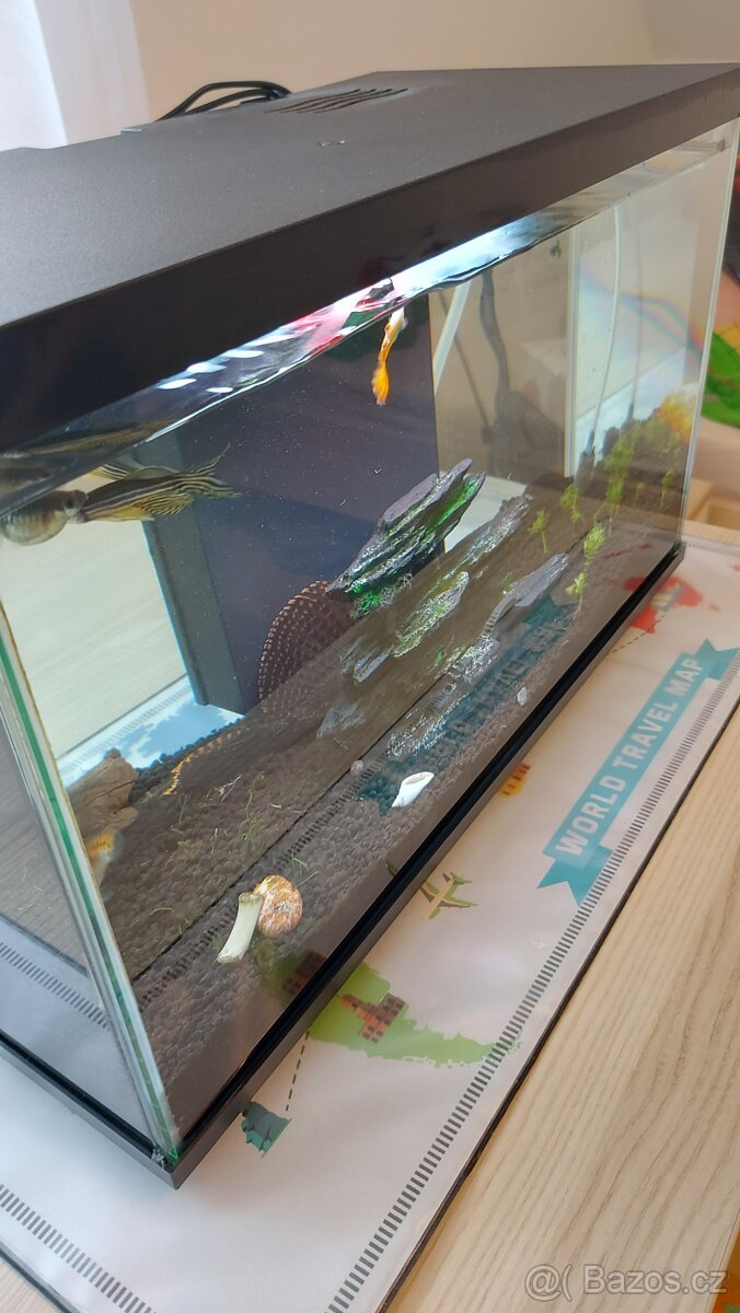 Akvarium s rybami - 10