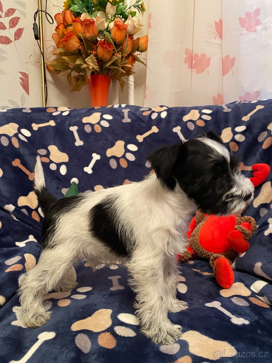 Knírač malý barevný - 10