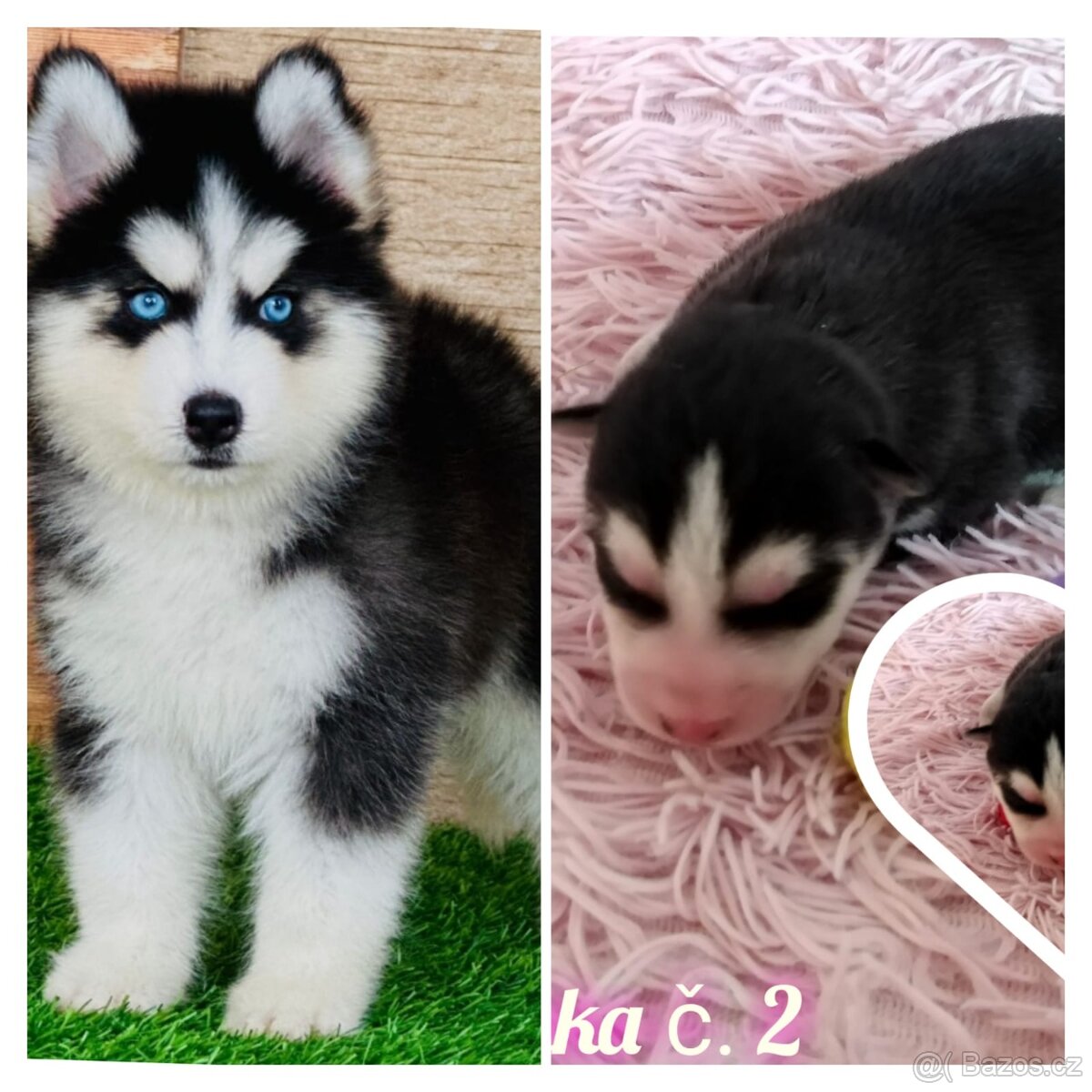 Sibírsky husky hasky - 10