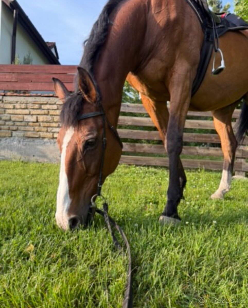A 1/1 a český teplokrevník - 10