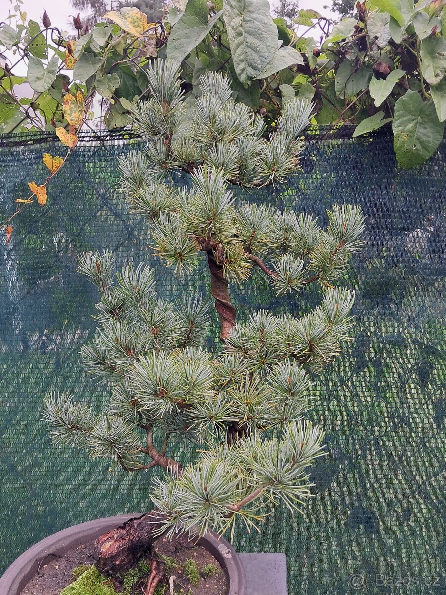 Bonsaj,bonsai Borovice různé druhy - 10