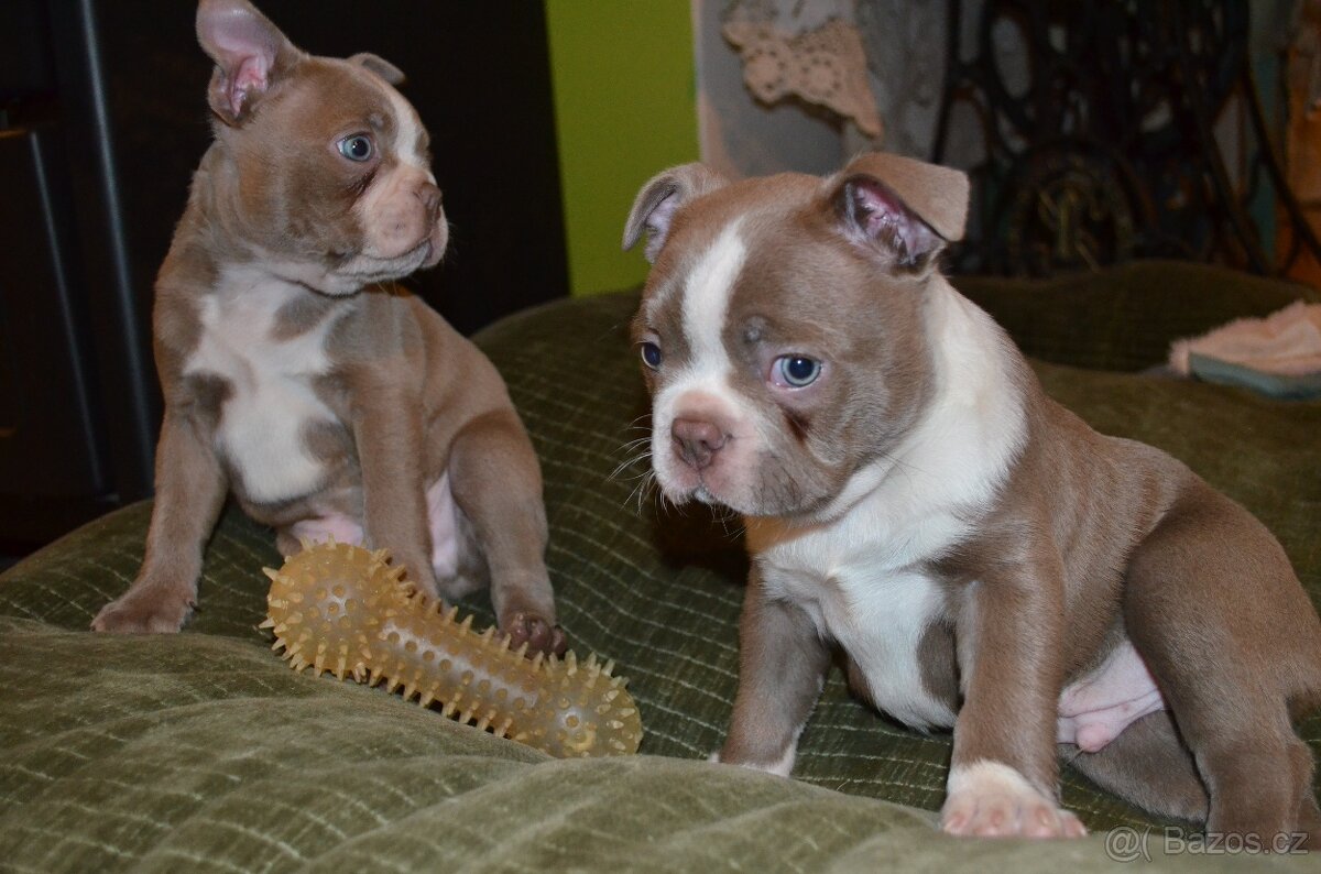 Bostonský teriér s PP Lilac - 10