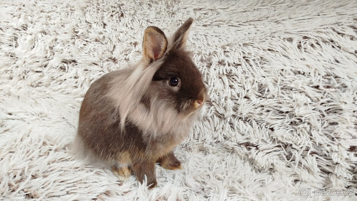 Zakrslý králík, králíček - (lvíček)-NATANIEL - 10