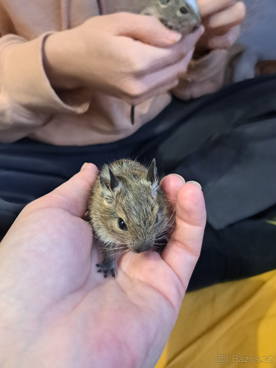Osmák Degu - 10