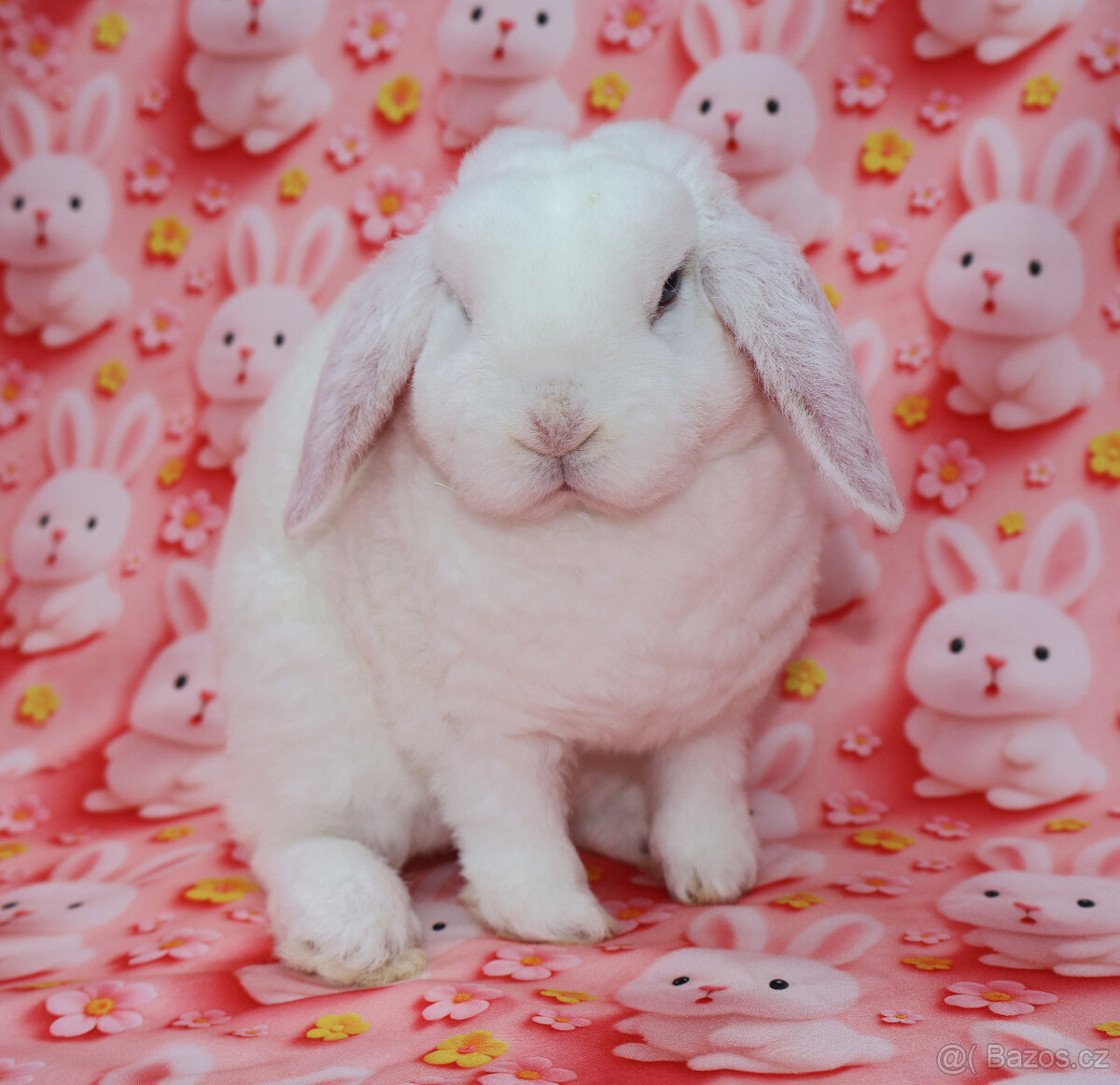 Zakrslý modrooký rex beránek , maličká samička - 10