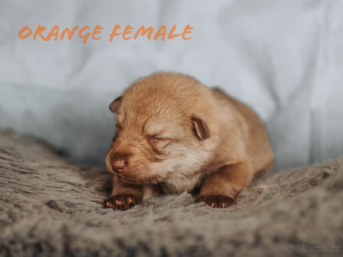 Saarloosův vlčák - prodej - 10