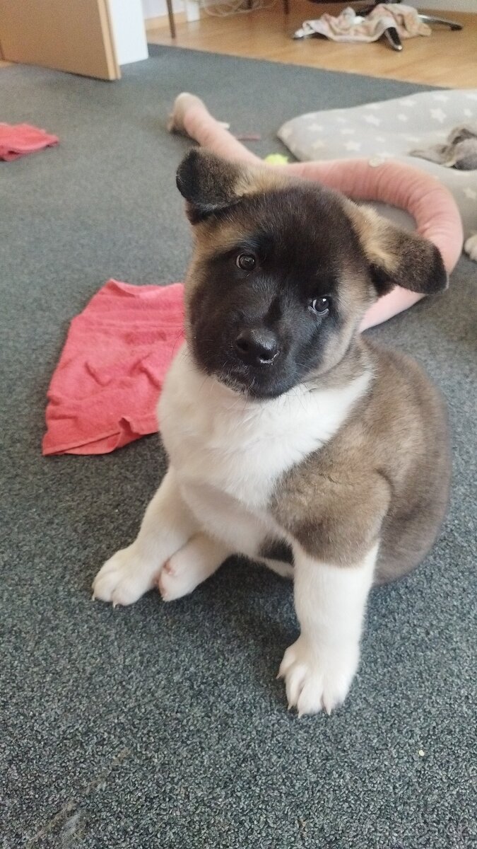 Americká akita štěňátka pejsek a fenečka - 10