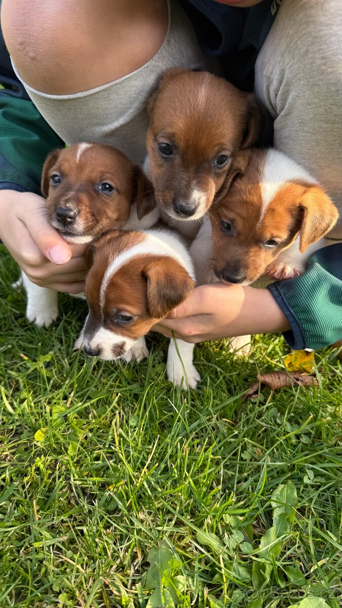 Jack Russel Terier - 10