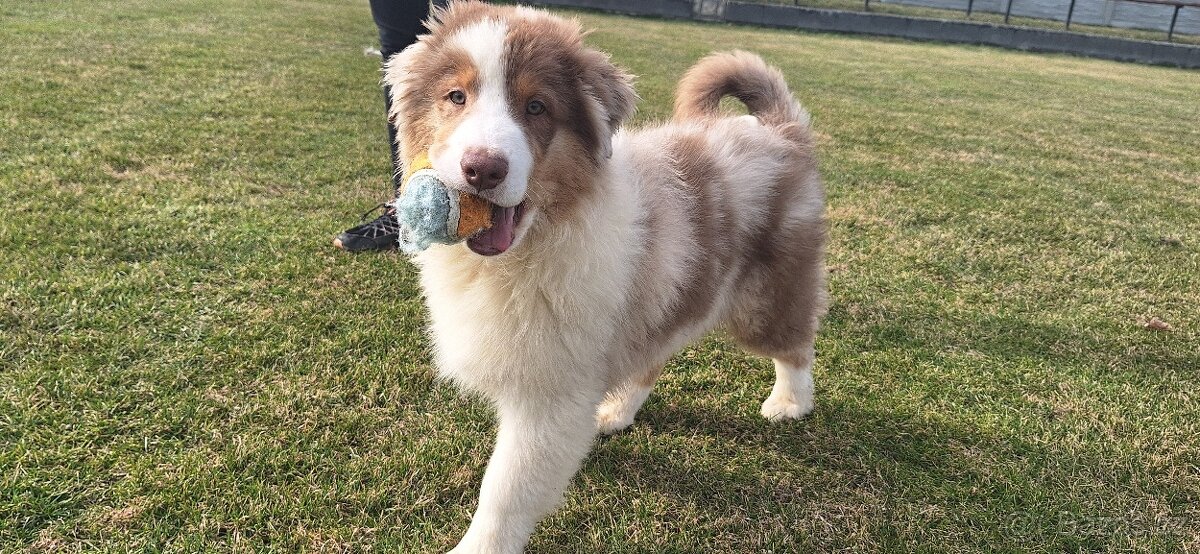 Australský ovčák s PP - 10